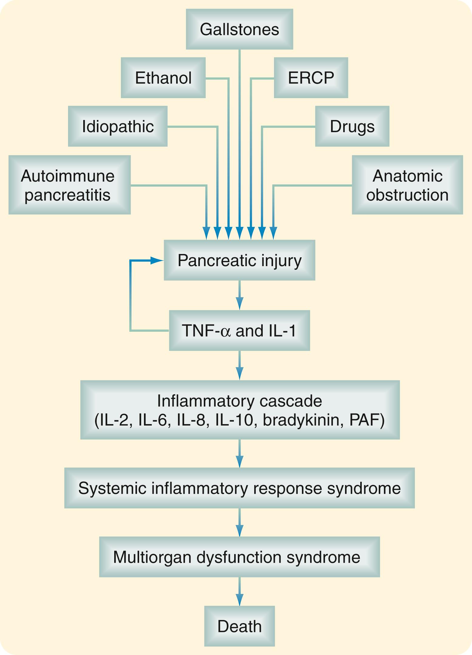 Fig. 56.7, Pathophysiology of severe acute pancreatitis. The local injury induces the release of tumor necrosis factor-alpha (TNF-α) and interleukin-1 (IL-1). Both cytokines produce further pancreatic injury and amplify the inflammatory response by inducing the release of other inflammatory mediators, which cause distant organ injury. This abnormal inflammatory response is responsible for the mortality seen during the early phase of acute pancreatitis. ERCP, Endoscopic retrograde cholangiopancreatography; PAF, XXX.