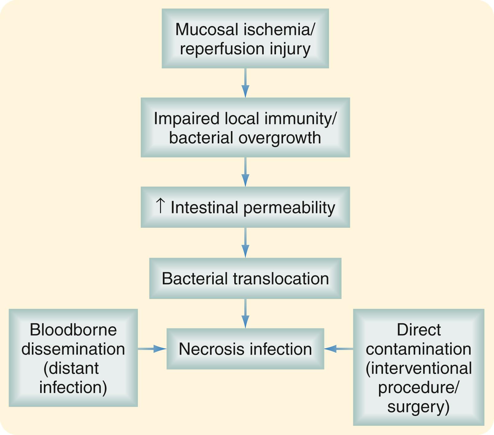 Fig. 56.8, Pathophysiology of pancreatic necrosis infection. The acute inflammatory injury that occurs during the first 48 to 72 hours causes mucosal ischemia and reperfusion injury. Both effects favor bacterial overgrowth because they alter local immunity. Mucosal ischemia also produces an increase in the permeability of intestinal cells, which is initiated 72 hours after the acute episode but typically peaks one week later. These transient episodes of bacteremia are associated with pancreatic necrosis infection. Less frequently, distant sources of infection, such as pneumonia and vascular or urinary tract infection associated with central lines and catheters, are associated with bacteremia and pancreatic necrosis. Finally, local contamination after surgery or interventional procedures such as endoscopic retrograde cholangiopancreatography is responsible for necrosis infection.