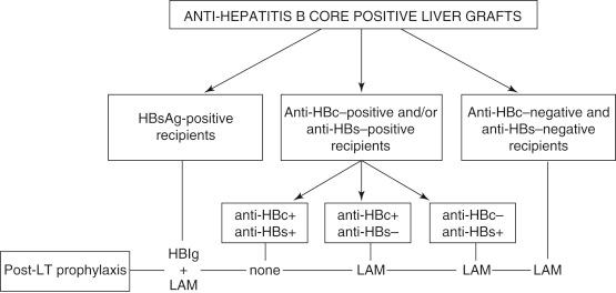 FIGURE 41-2, Proposed algorithm for allocation and management of anti–hepatitis B core (HBc)–positive liver grafts. Such grafts should be offered first to hepatitis B surface antigen (HBsAg)-positive, then to anti-HBc– and/or anti-HBs–positive, and lastly to hepatitis B virus (HBV)-naive (both anti-HBc– and anti-HBs–negative) recipients. HBIg , Hepatitis B immune globulin; LAM , lamivudine; LT , liver transplantation.