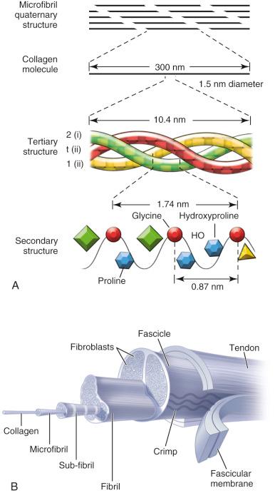 Fig. 107.6, Schematic drawings of the structural organization of collagen into the microfibril.