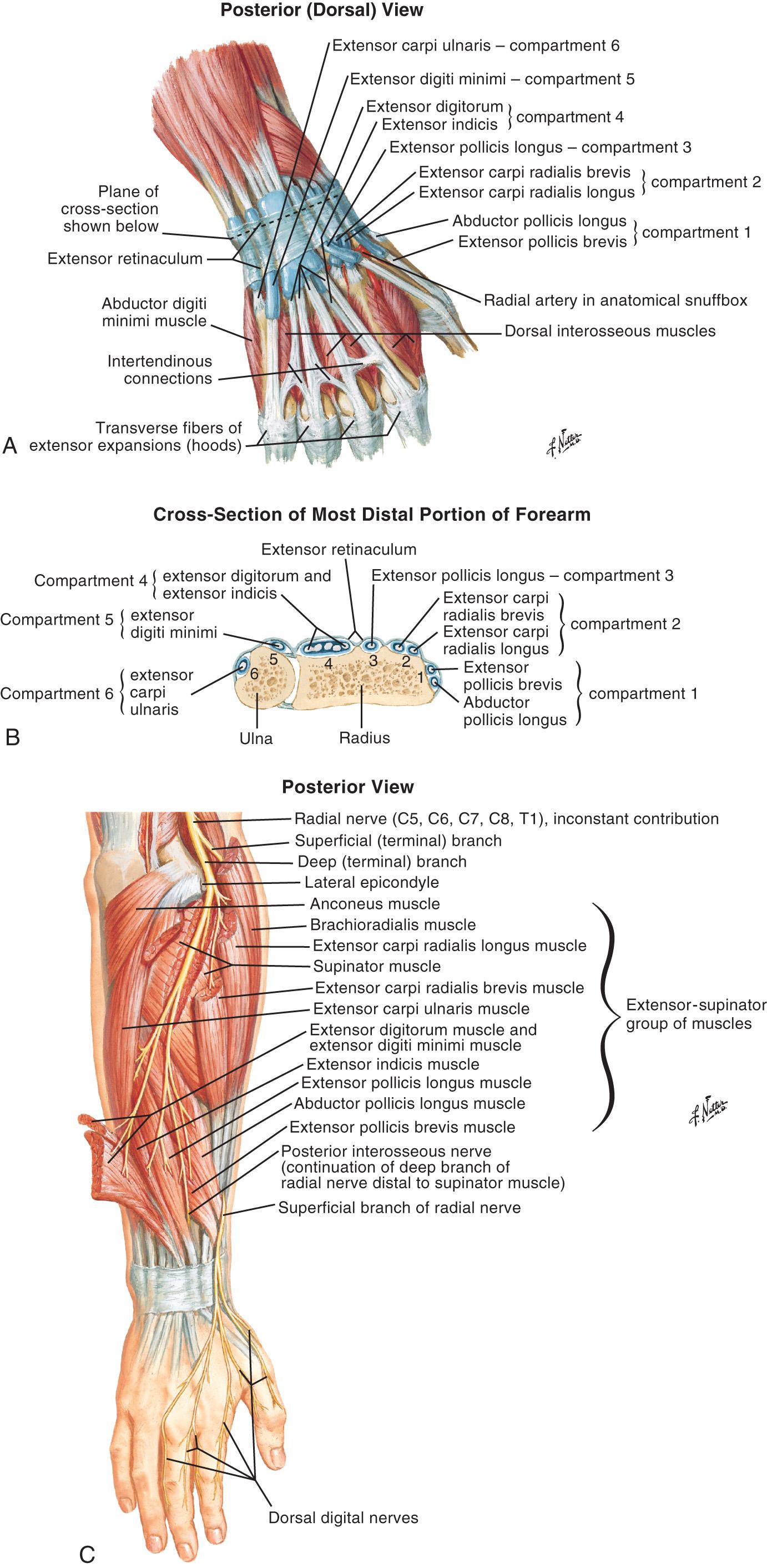 Extensor And Flexor Tendon Injuries In The Hand Wrist And Foot Clinical Tree