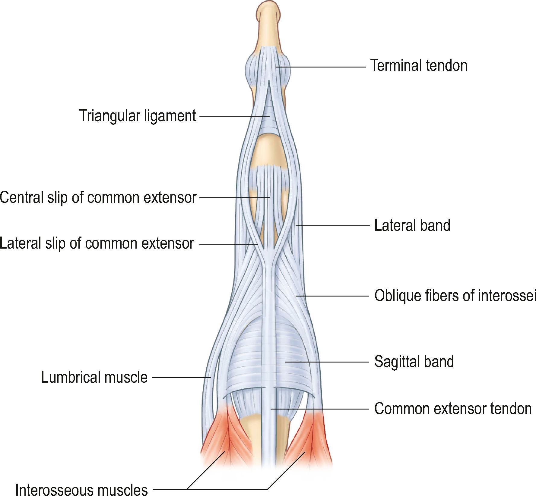 Figure 10.2, Extensor apparatus.