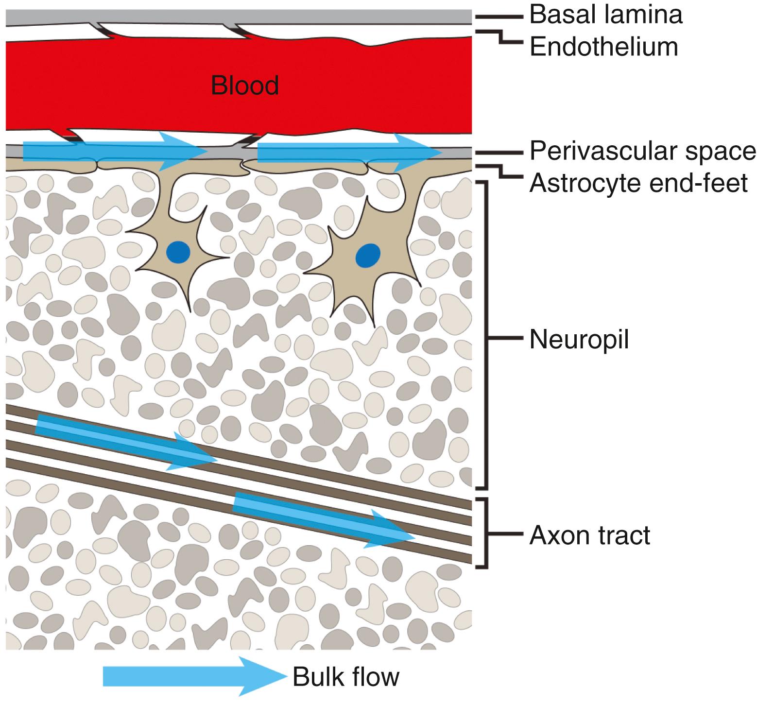 Figure 71.2, Extracellular pathways for bulk flow.