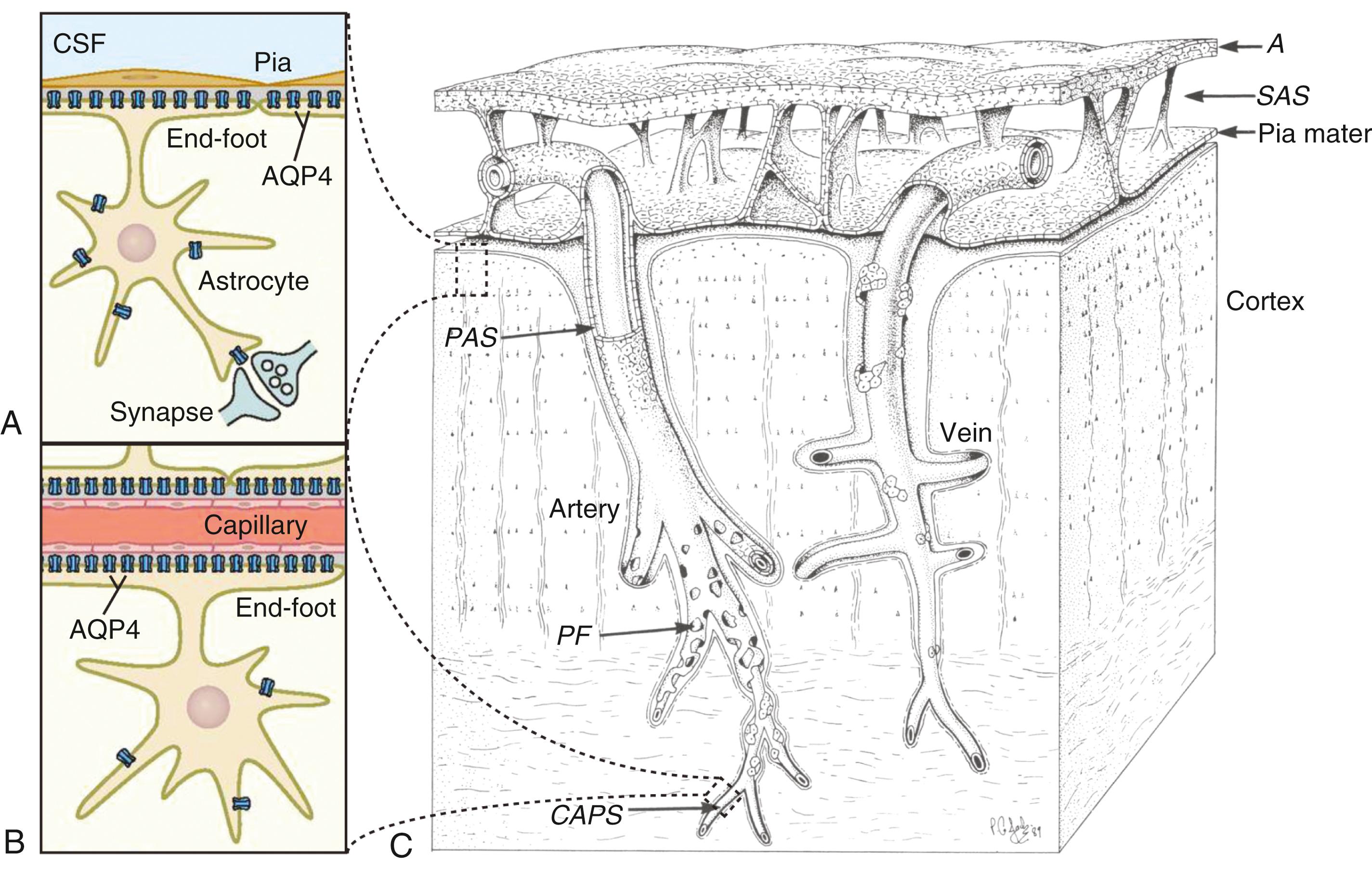 Figure 71.3, Apposition of astrocytic end-foot processes with perivascular and perivascular spaces.