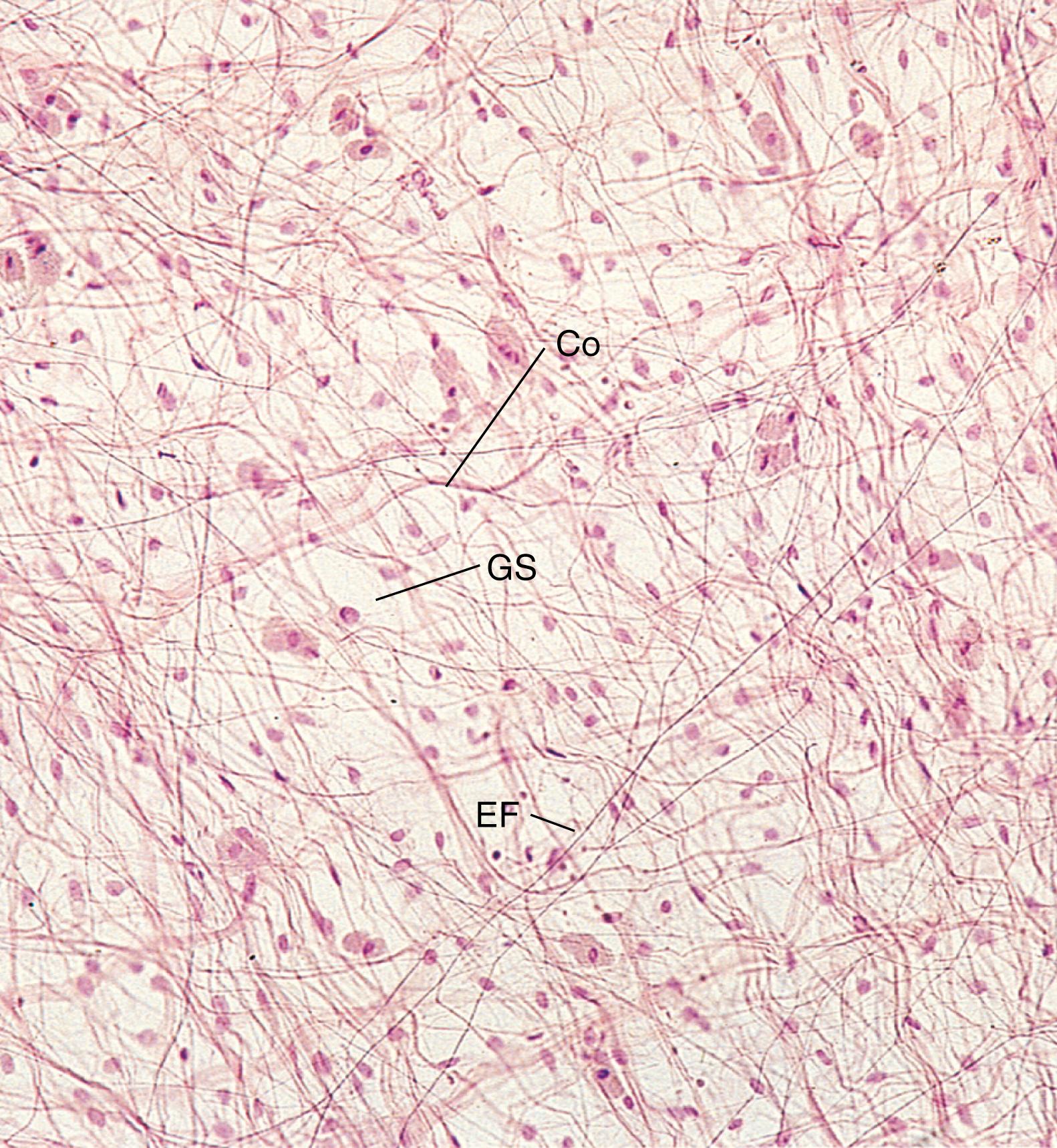 Fig. 4.2, Light micrograph of areolar connective tissue, displaying cells, collagen fibers (Co), elastic fibers (EF), and ground substance (GS). Observe that, in this very loose type of connective tissue, the fibers, although interwoven, present a relatively haphazard arrangement. This permits the stretching of the tissue in any direction. The cells of areolar connective tissue are principally of three types: fibroblast, macrophages, and mast cells. The extensive extracellular spaces are occupied by ground substance composed mainly of glycosaminoglycans and proteoglycans, a large component of which is aggrecan aggregate, a highly hydrated macromolecule. (×132)