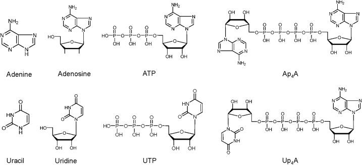 Figure 18.1, Molecular structures of some of the principal nucleotides and their parent nucleosides and purine/pyrimidine bases.
