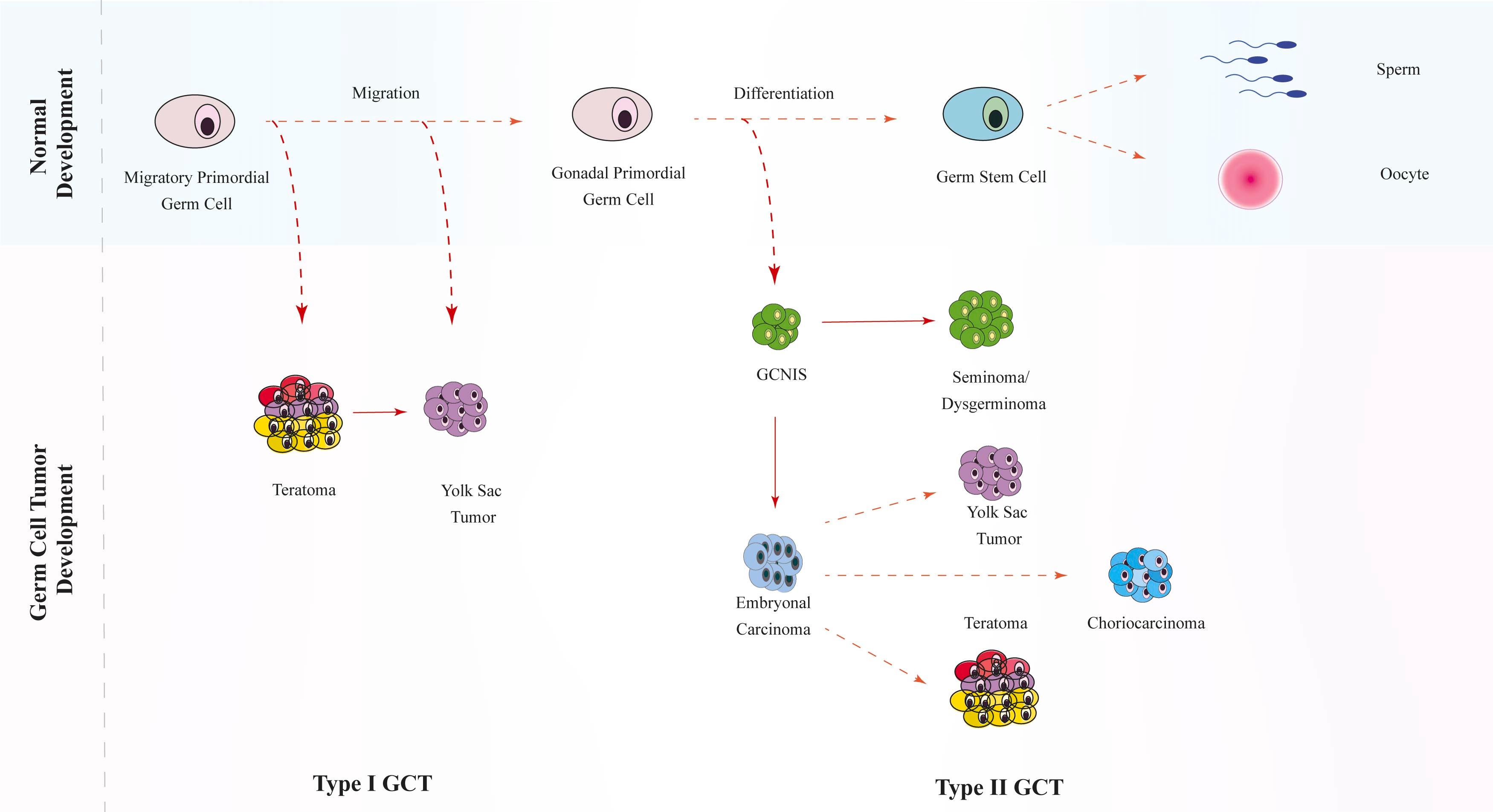 Figure 28.1, Germ Cell Development. Abbreviations: GC , Germ cell; GCT , germ cell tumor.