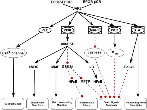 Figure 23.1, The hematopoietic and nonhematopoietic activities of EPO are mediated by shared intracellular molecular cascades.