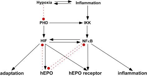 Figure 23.2, The hypoxic stress and innate immune responses are interrelated.