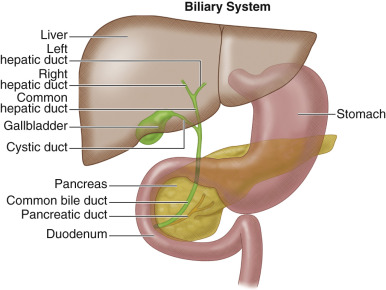 Figure 55-1, Anatomy of the hepatobiliary system.