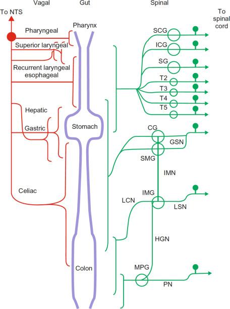 Fig. 17.1, Schematic representation of the vagal and spinal innervation of the gastrointestinal tract. CG , celiac ganglia; GSN , greater splanchnic nerve; HGN , hypogastric nerve; ICG , intermediate cervical ganglia; IMG , inferior mesenteric ganglia; IMN , intermesenteric nerve; LCN , lumbar colonic nerves; LSN , lumbar splanchnic nerve; MPG , major pelvic ganglia; NTS , nuclei tractussolitarii; PN , pelvic nerve; SCG , superior cervical ganglia; SG , stellate ganglia; SMG , superior mesenteric ganglia; T , thoracic.