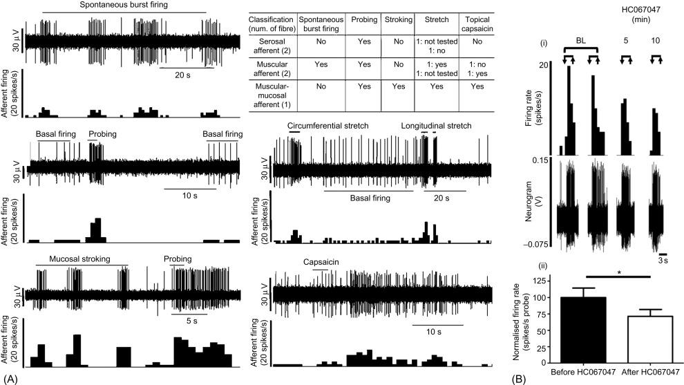 Fig. 17.3, Recordings of afferents from human colon. (A) Panels illustrate examples of three distinct populations of afferents whose characteristics are similar to those described in the mouse colon (serosal, muscular, muscular/mucosal). These classifications are based on their sensitivity to mechanical stimulation delivered by circumferential stretch, light mucosal stroking, or probing with a blunt von Frey filament. In each panel, the upper trace is the electrophysiological recording showing the firing of a single-afferent fiber whose action potential firing frequency is represented as a histogram in the lower trace (spikes/s). (B) Inhibition of mechanosensitive human visceral nociceptors by the transient receptor potential channel vanilloid 4 (TRPV4) antagonist HC067047. This suggests TRPV4 plays a key role in the function of both human and mouse (see later figures) colonic nociceptors.