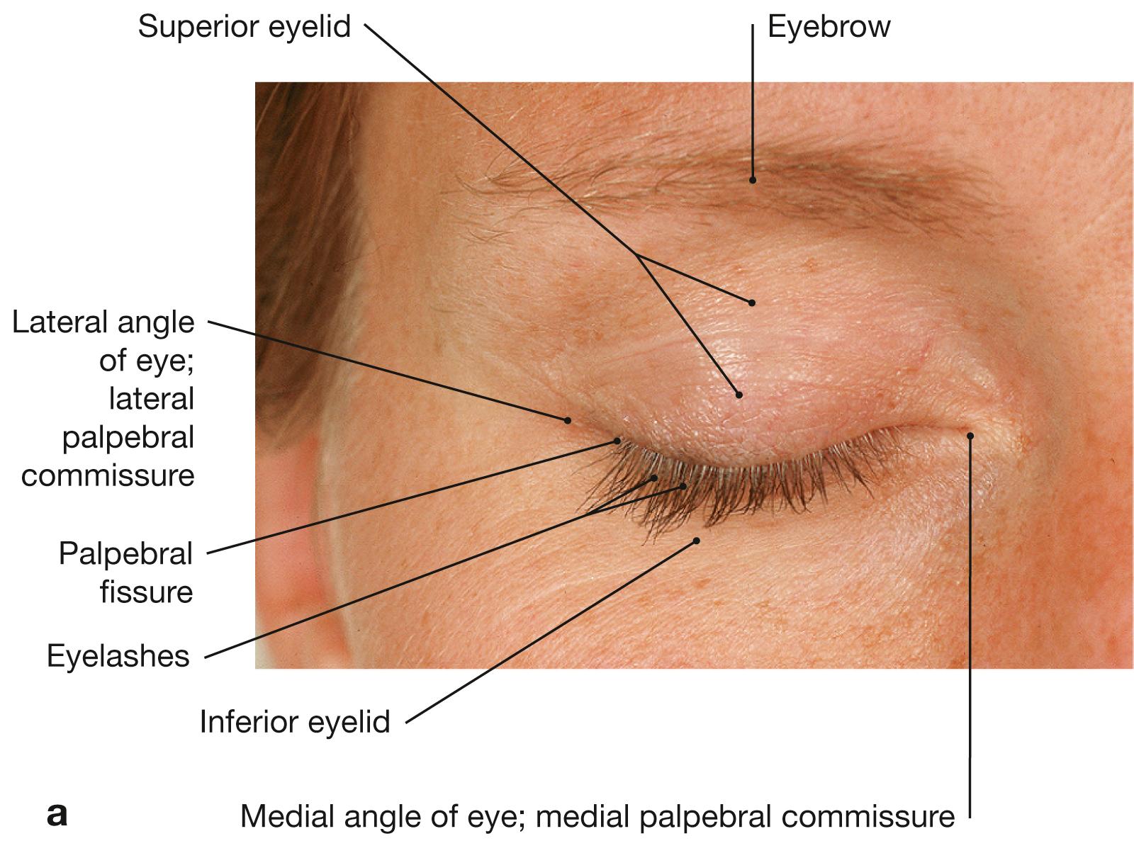 Fig. 9.1a and b, Eye, right side; with eyelids closed (a) and open (b).