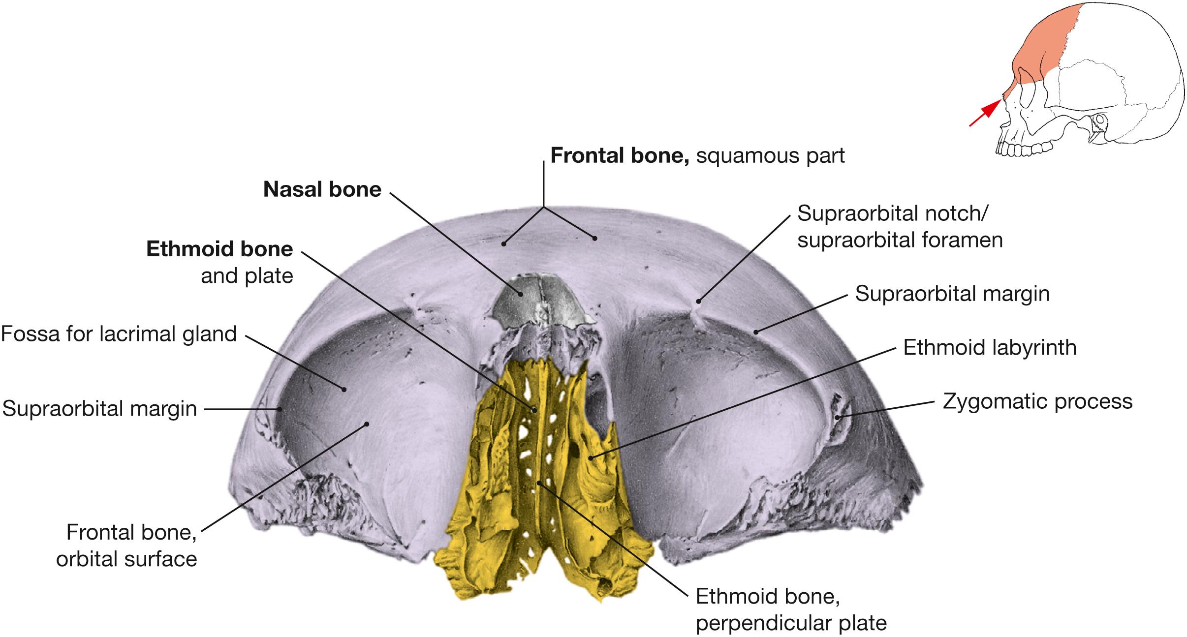 Fig. 9.8, Roof of the orbit; inferior view; for color chart see p. VIII.