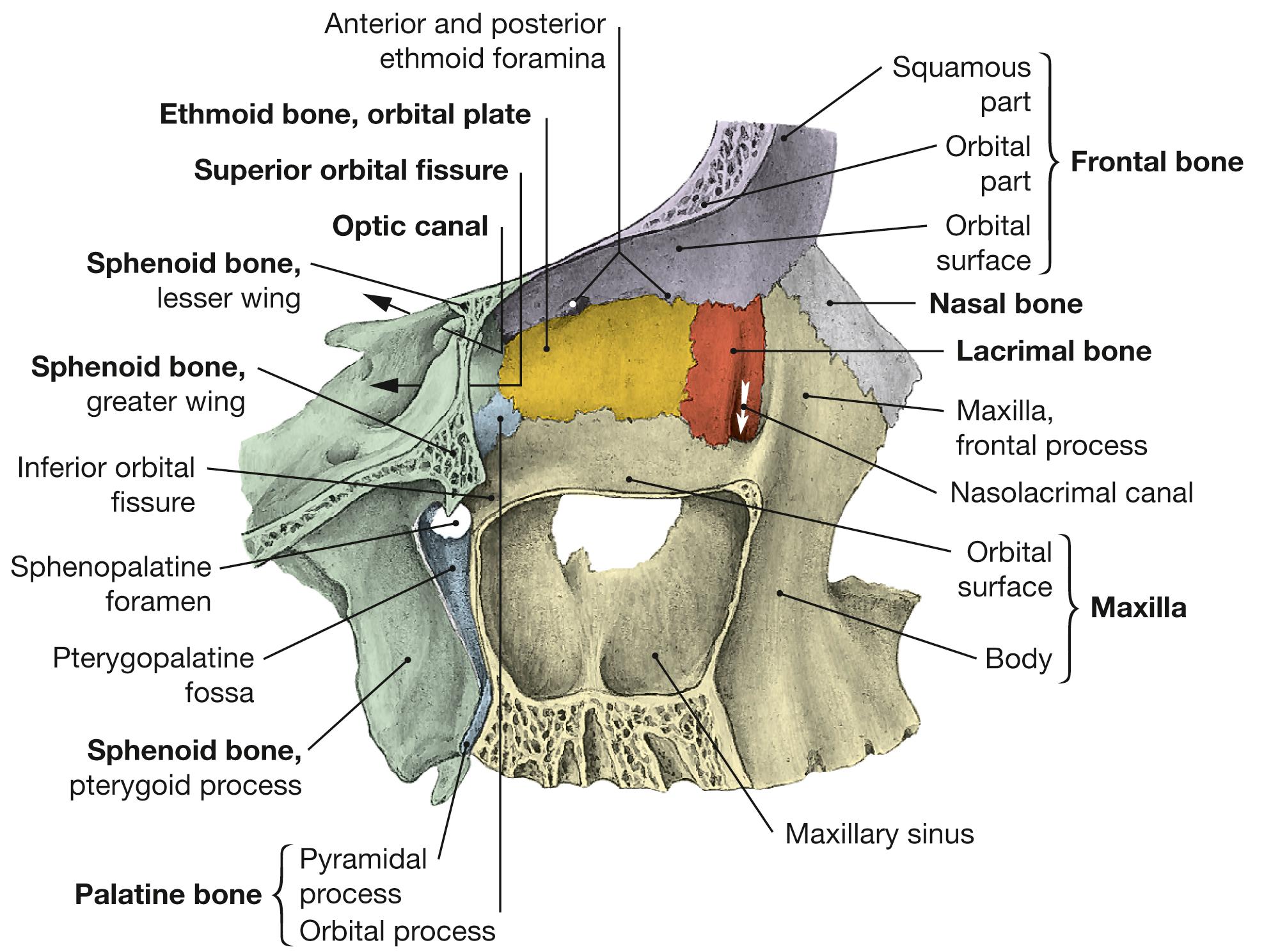 Fig. 9.9, Medial wall of the orbit, right side; lateral view; for color chart see p. VIII.