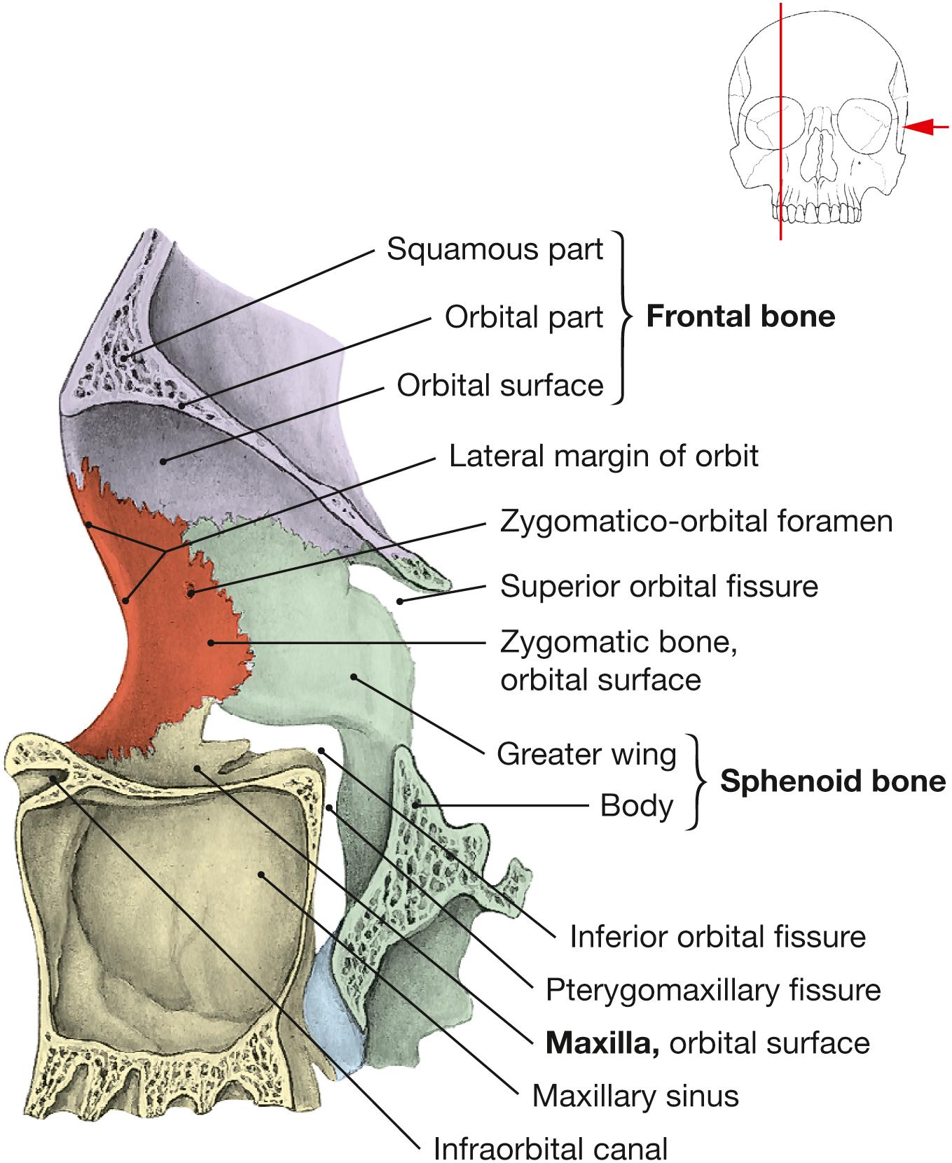 Fig. 9.10, Lateral wall of the orbit, right side; medial view; for color chart see p. VIII.