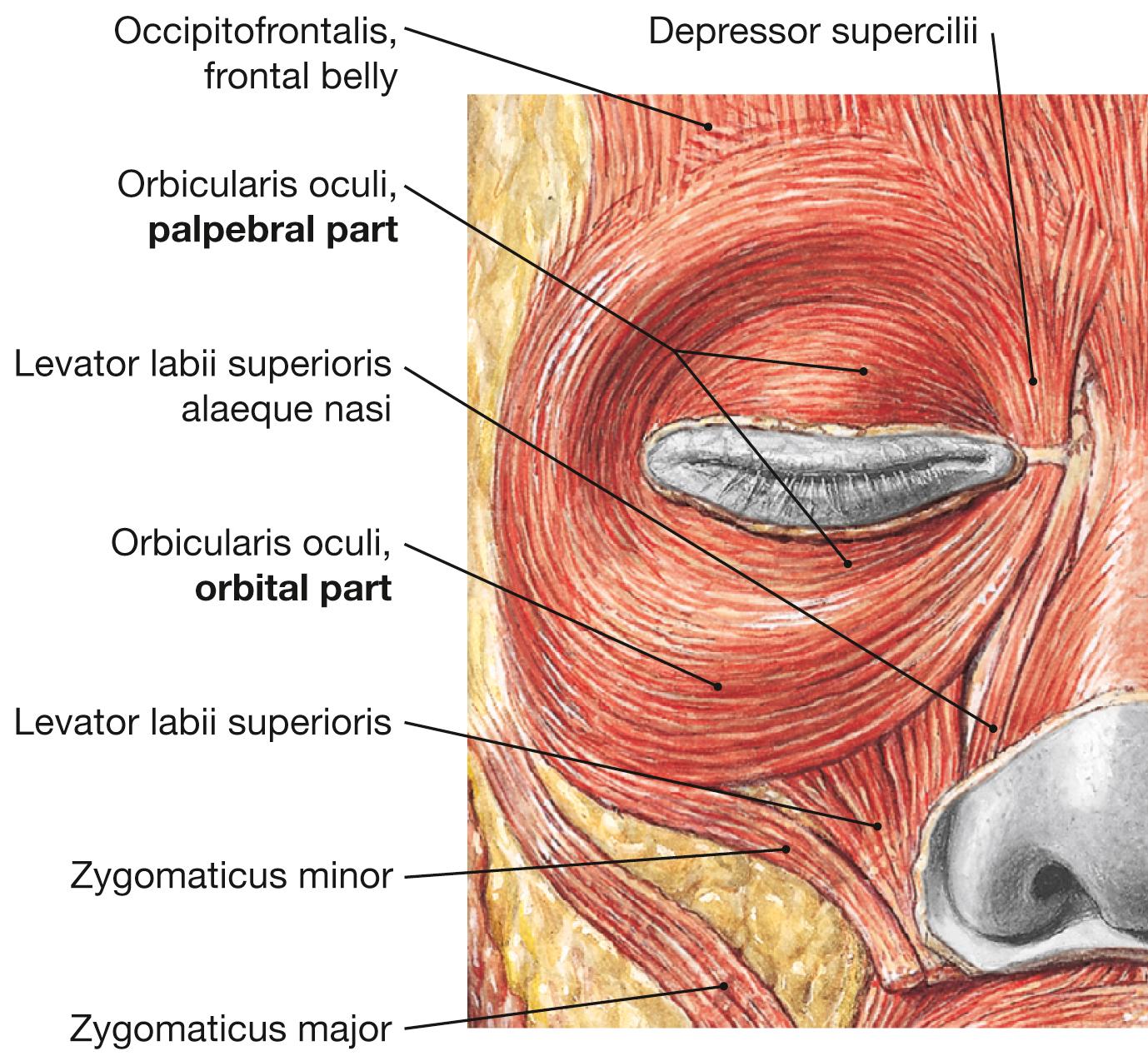 Fig. 9.11, Orbicularis oculi; frontal view.