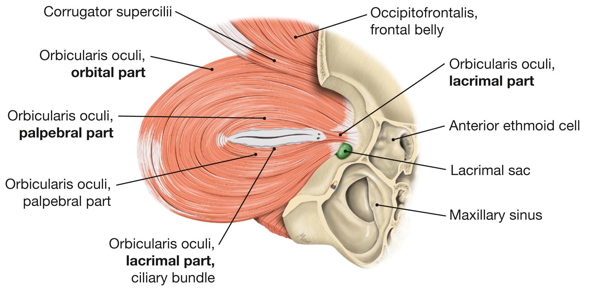 Fig. 9.12, Orbicularis oculi, left side; posterior view.