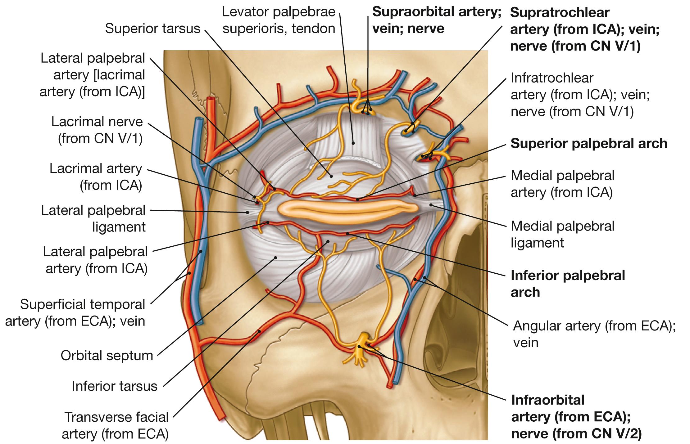 Fig. 9.14, Arteries, veins, and nerves at the orbital opening and in the periorbital region, right side; frontal view.