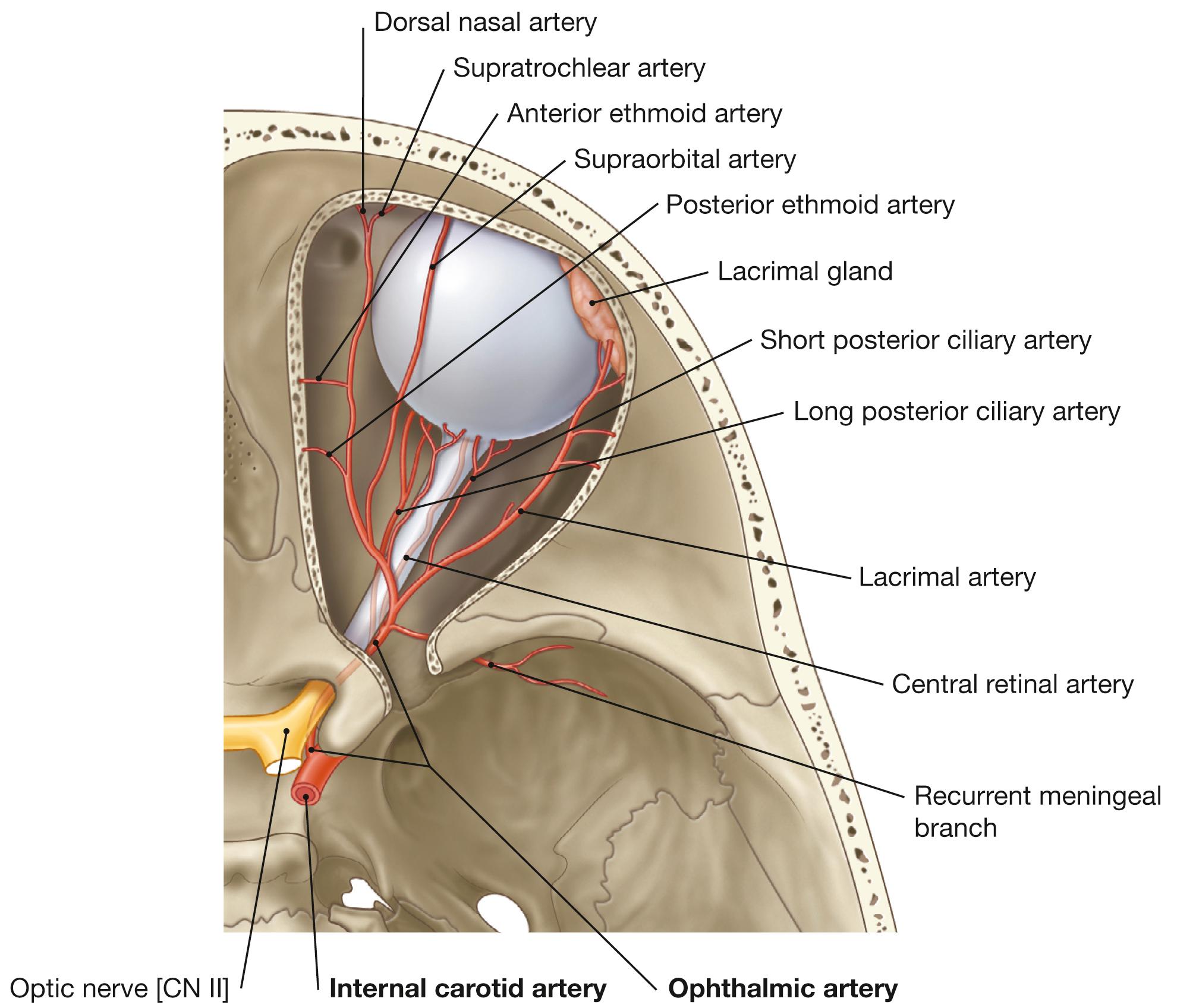 Fig. 9.15, Arteries of the eye and of the orbit; superior view onto the opened orbit. [ E460 ]