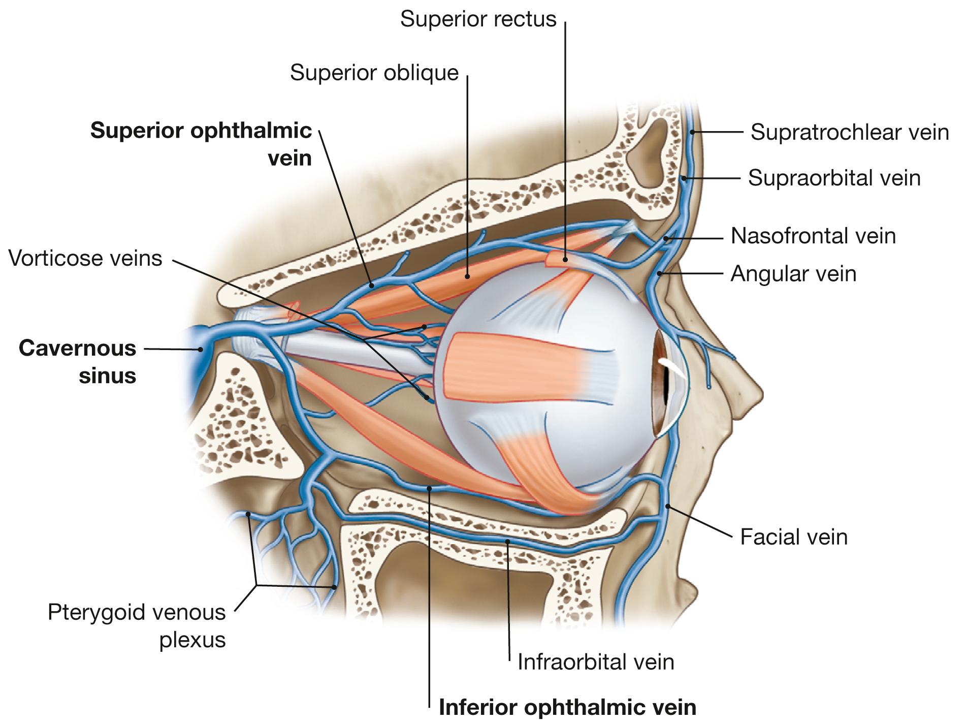 Fig. 9.16, Veins of the eye and of the orbit, right side; lateral view into the orbit; after removal of the lateral wall of the orbit.