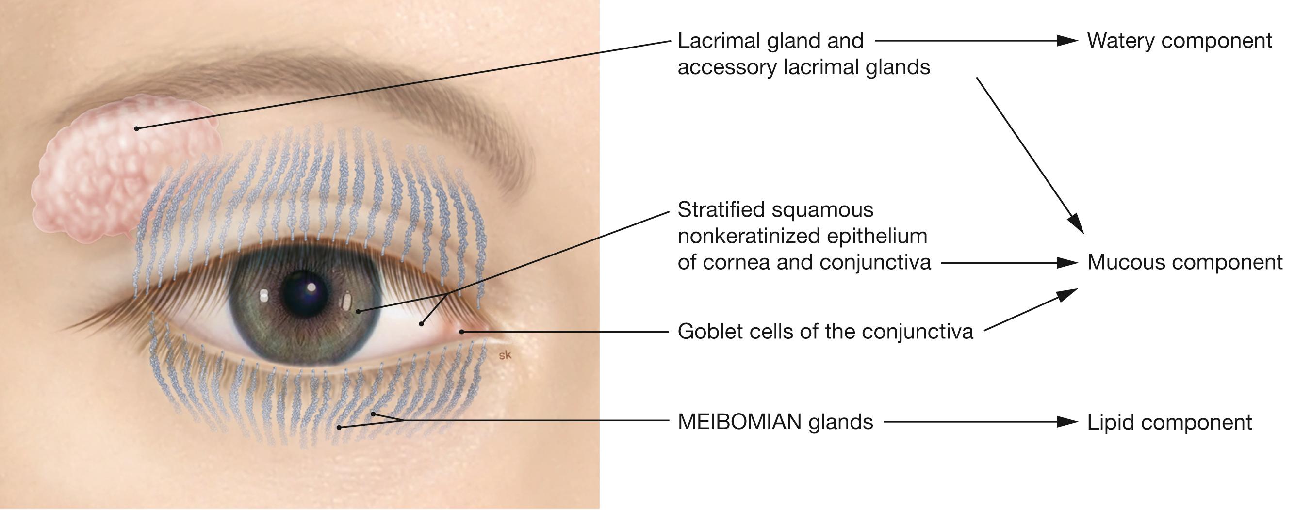 Fig. 9.3, Structures of the eye surface producing the three components of the tear film; schematic drawing.