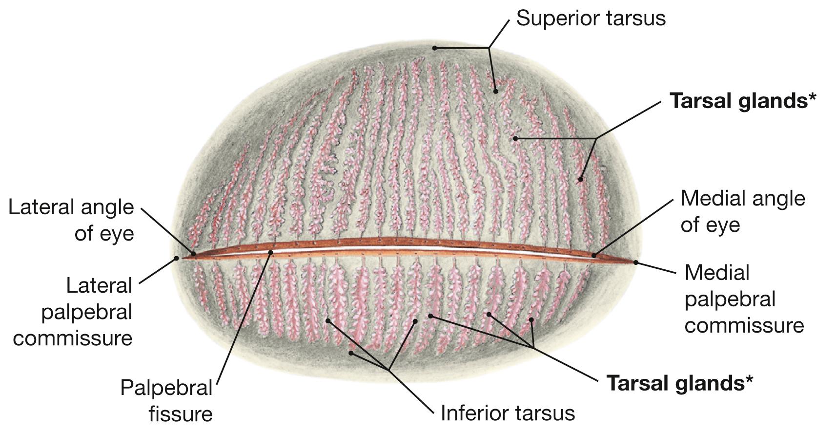 Fig. 9.4, Eyelids, right side; posterior view.