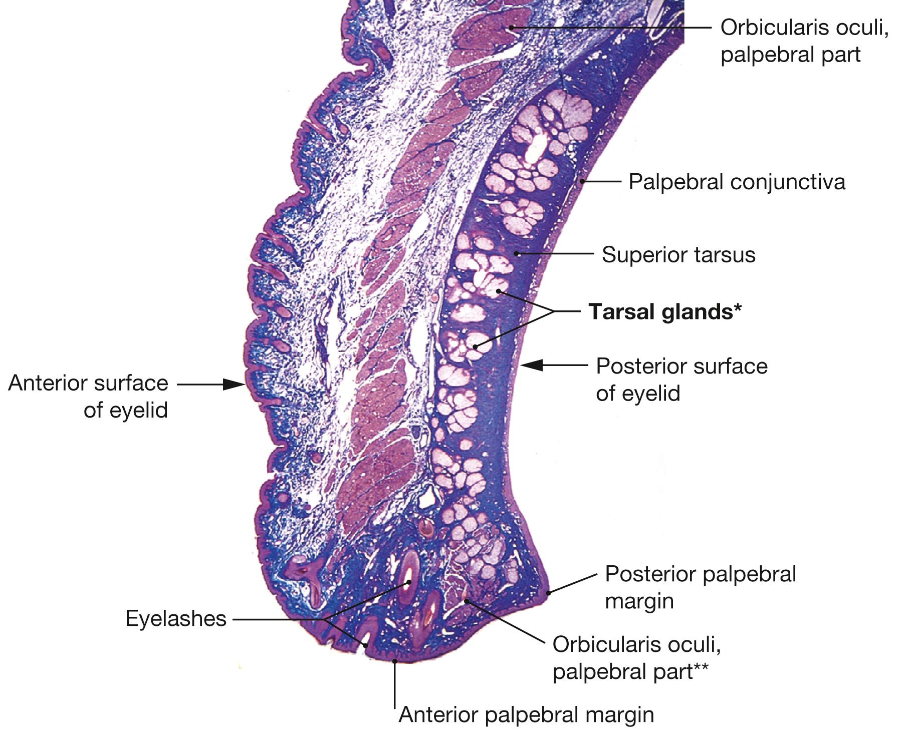 Fig. 9.5, Upper eyelid, histological specimen; azan stain; sagittal section, magnified.