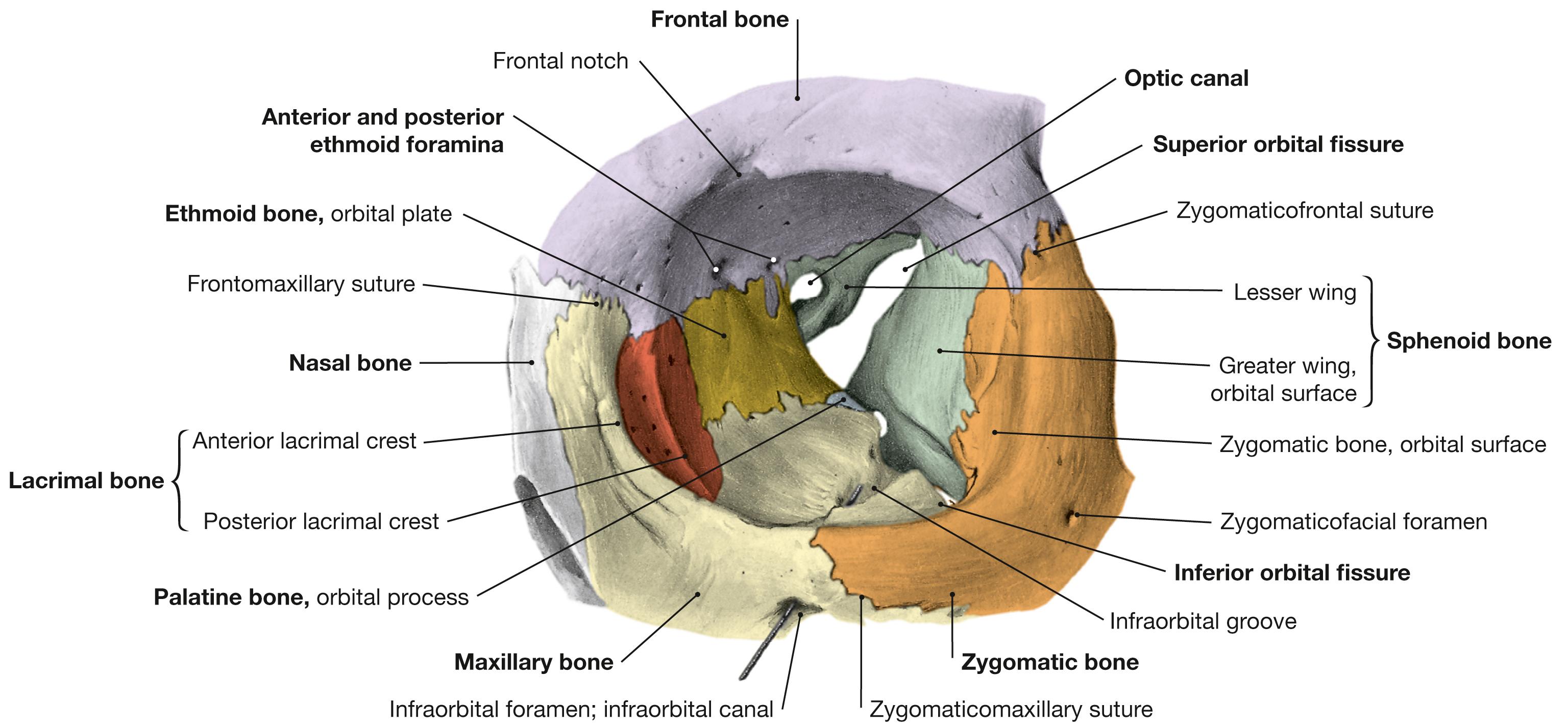 Fig. 9.6, Orbit, left side; frontal view; probe in the infraorbital canal; for color chart see p. VIII.