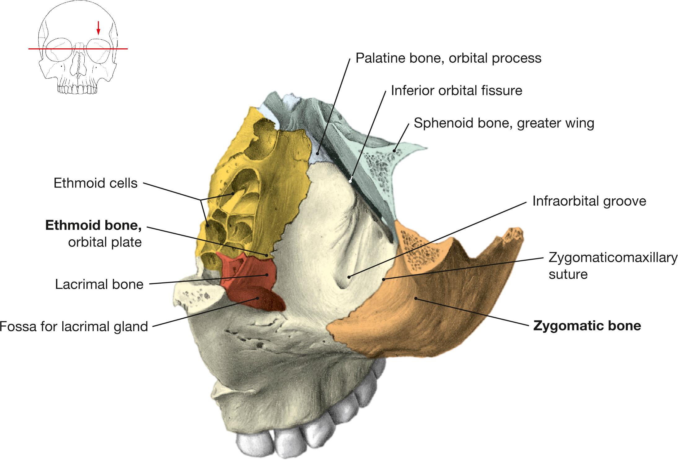 Fig. 9.7, Floor of the orbital cavity, left side; superior view; for color chart see p. VIII.