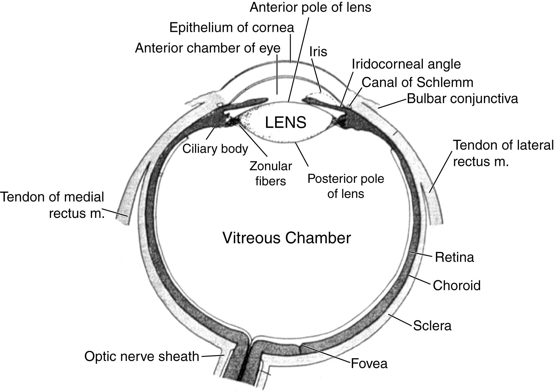 Fig. 43.1, Anatomy of the right eye as seen in cross section.