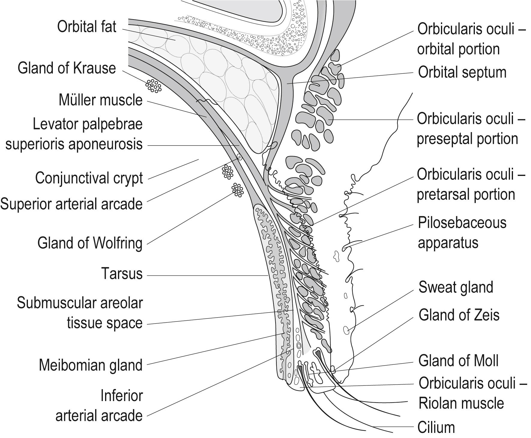 Fig. 4.1, Magnified view of the upper eyelid and margin.