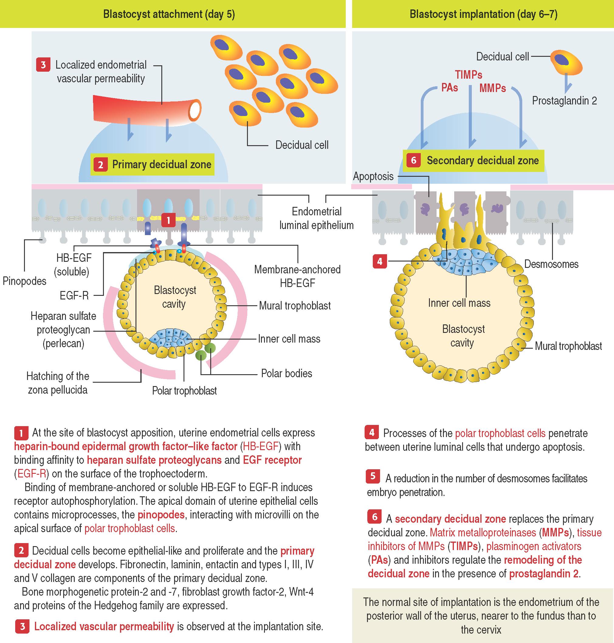 FERTILIZATION, PLACENTATION AND LACTATION - Clinical Tree