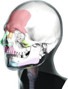 Fig. 8.1, Primary facial features related to gender identity.