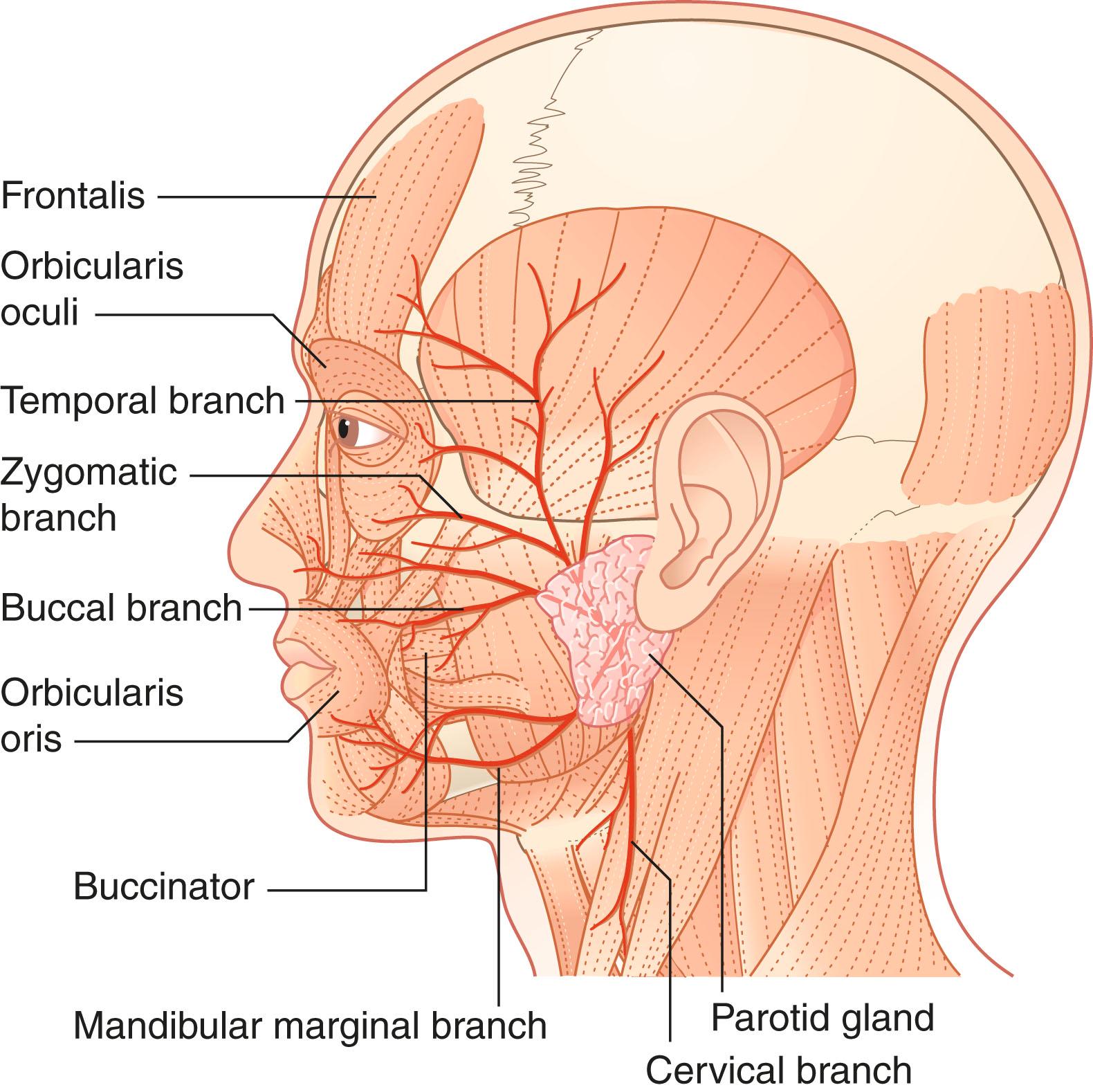 Fig. 22.2, Principal extracranial branches of the facial nerve.