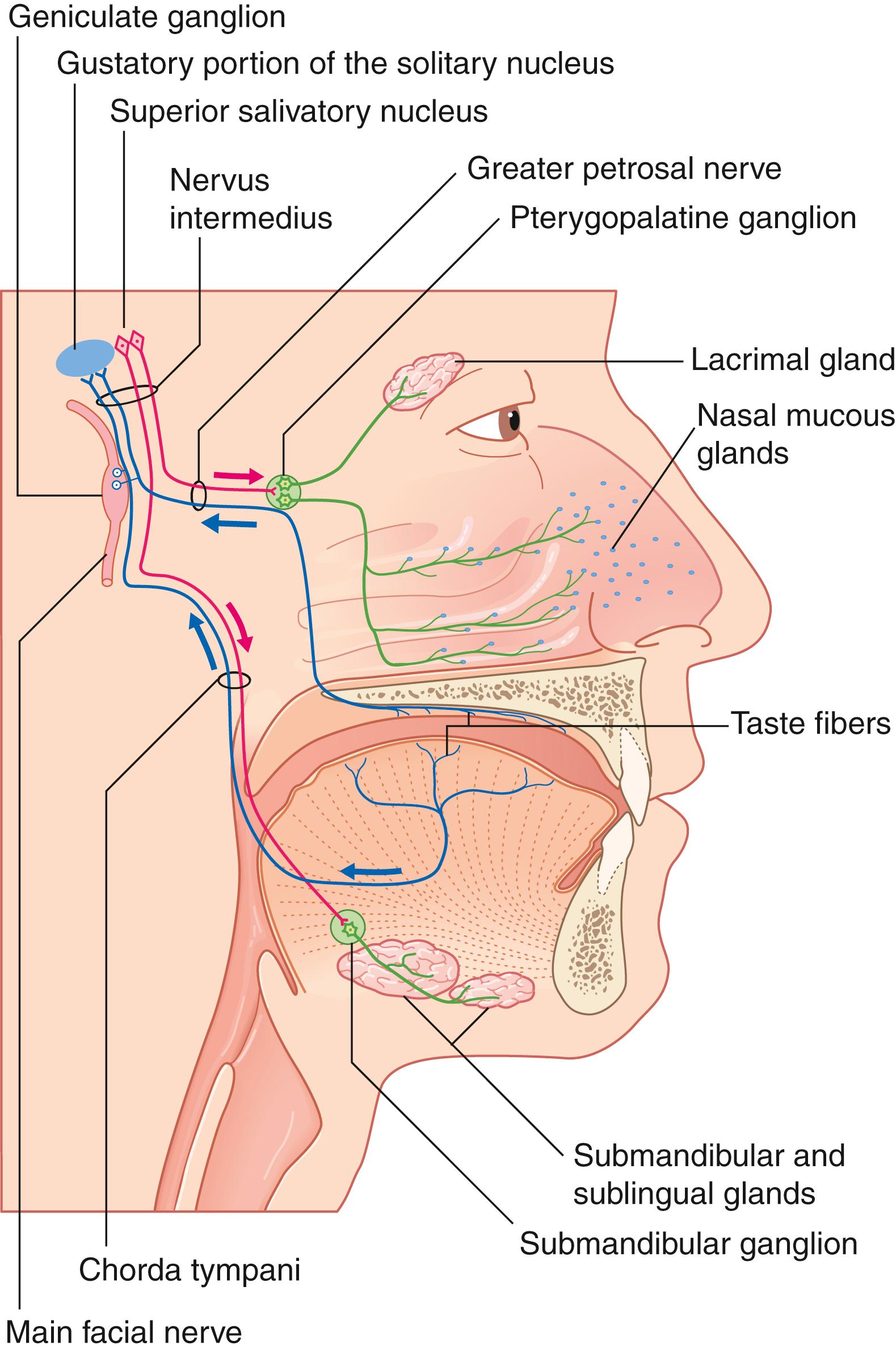 Fig. 1.1, The Nervus Intermedius Branches and Functional Targets.