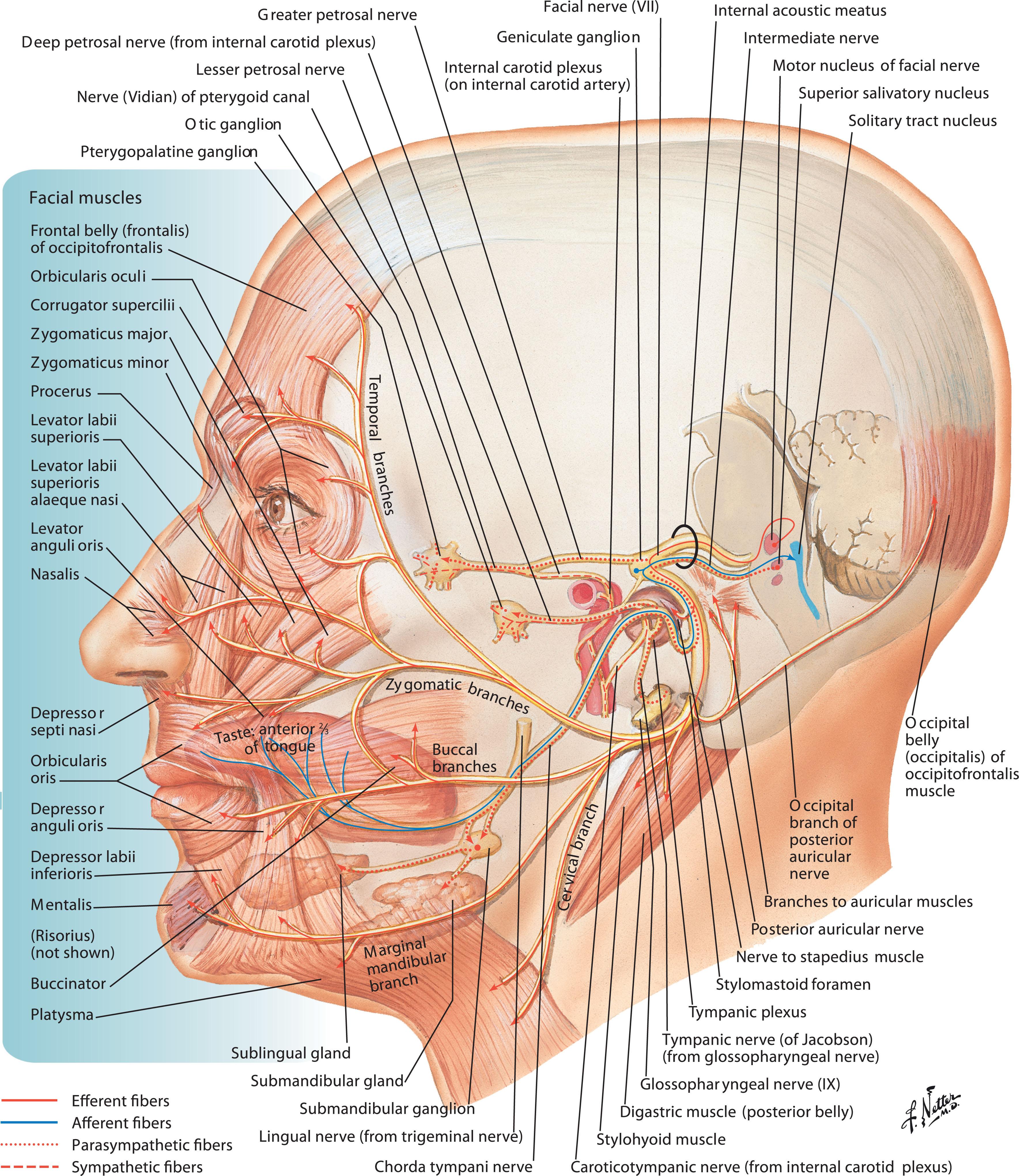 Figure 15.1, A typical pattern of facial nerve branching. The main branch is divided into two components, each of which then branches in a random manner to all parts of the face. The extensive distal arborization and interconnections are apparent.