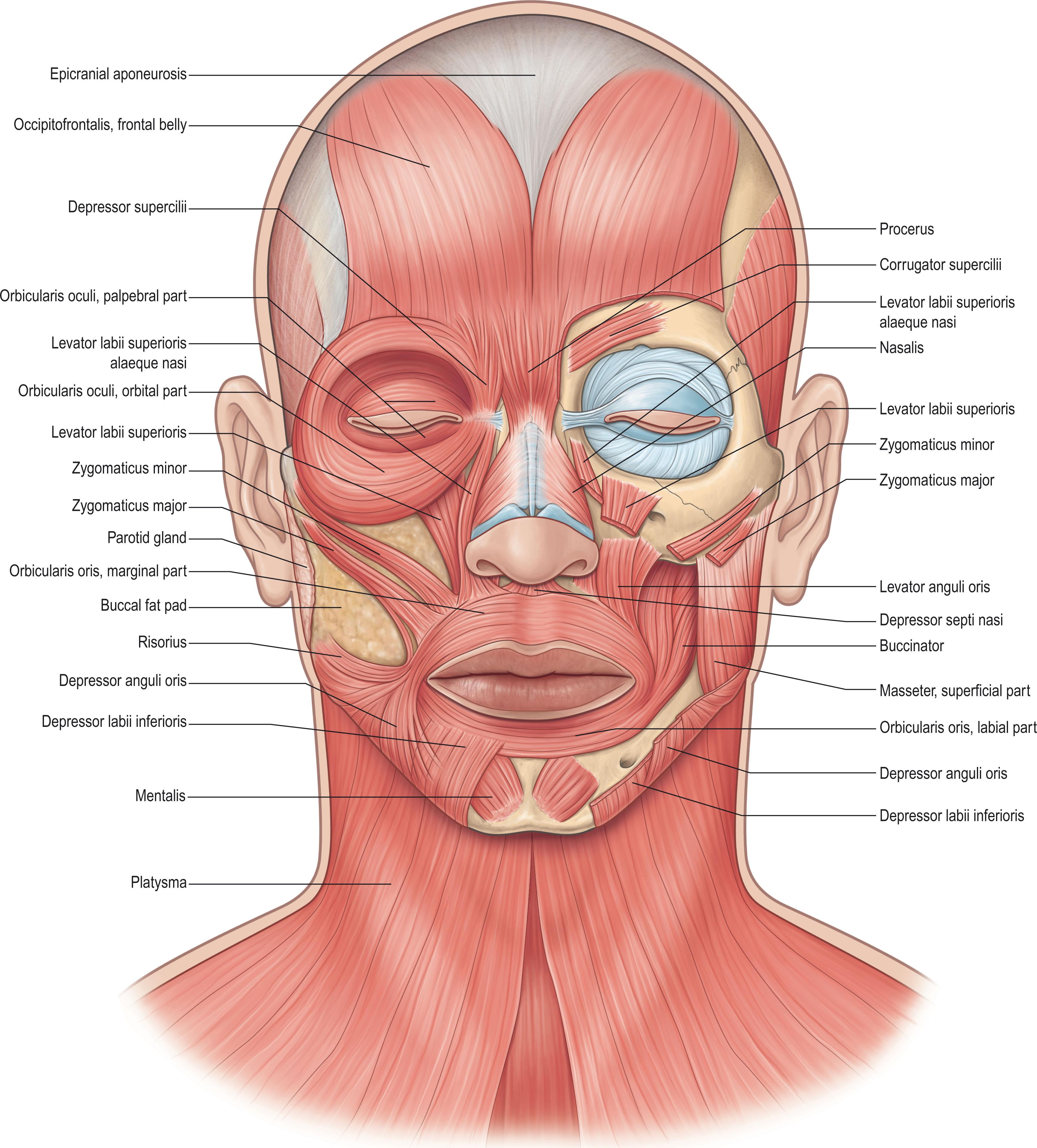 Figure 15.2, The muscles of facial expression are present in two layers. The buccinator, depressor labii inferioris, levator anguli oris, and corrugator are in the deeper layer.