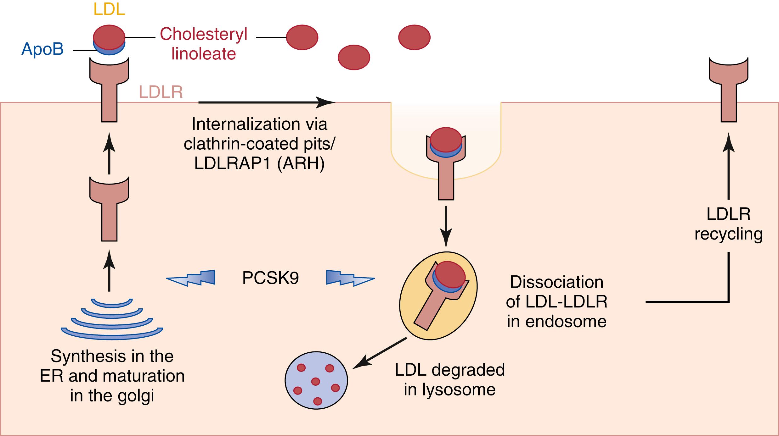 Figure 15.2, The LDL-Receptor Pathway for Uptake and Degradation of LDL.