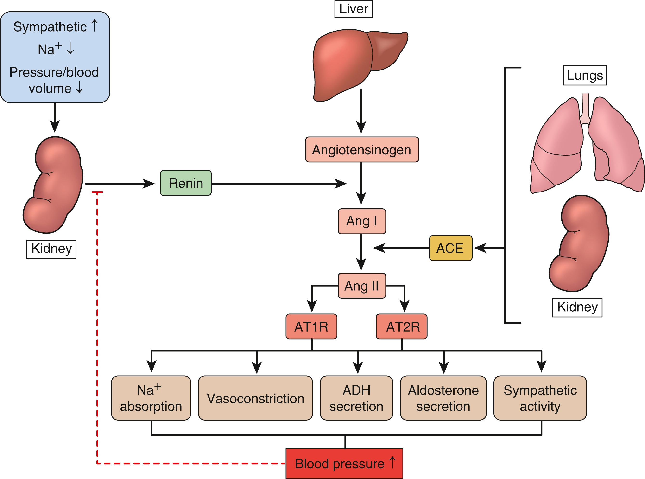 Figure 15.3, Renin–Angiotensin–Aldosterone System (RAAS).