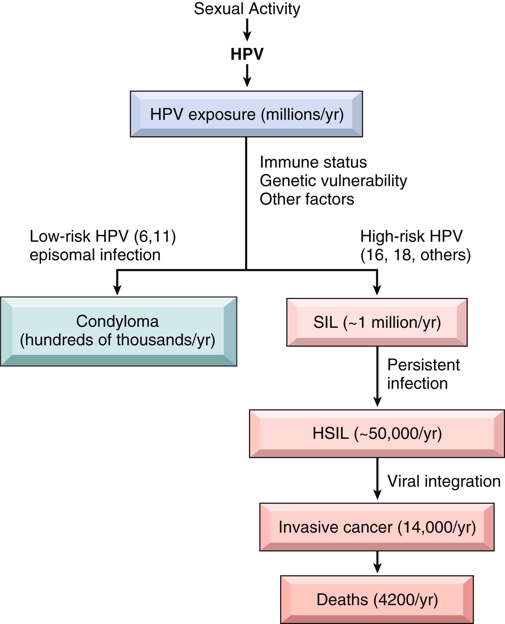 FIG. 17.5, Possible consequences of human papillomavirus (HPV) infection. Data are for the United States. Progression is associated with integration of virus and acquisition of additional mutations as discussed in the text. HPV, Human papillomavirus; HSIL, high-grade squamous intraepithelial lesion; SIL, squamous intraepithelial lesion.