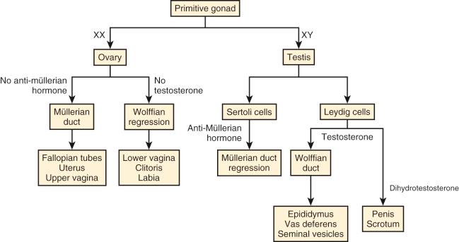 Fig. 1.1, Overview of pathways of müllerian (female) versus Wolffian (male) development.