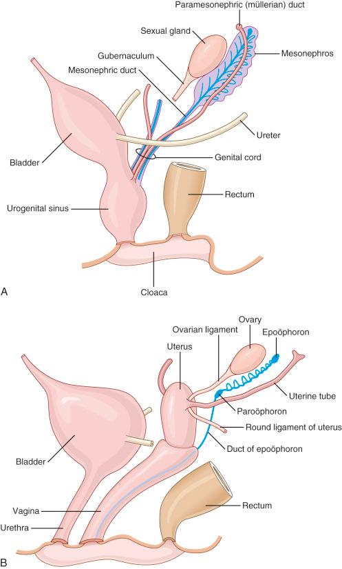 Fig. 1.2, Lower genital tract development before (A) and following (B) initiation of müllerian tract development.