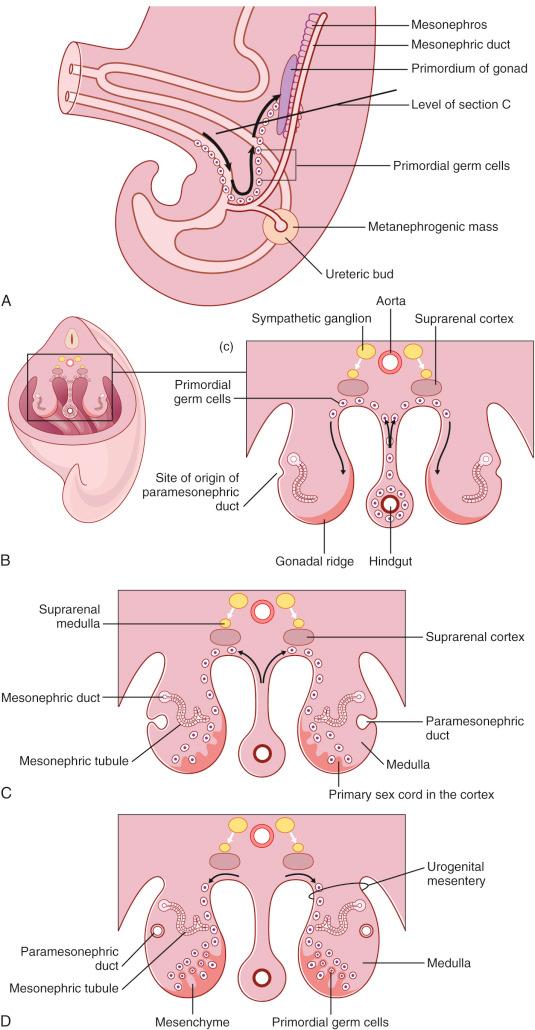 Fig. 1.3, Development of the genital ridge and early ovarian development.