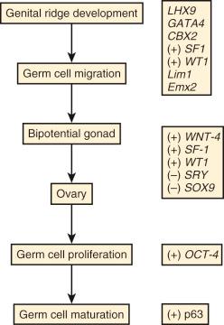 Fig. 1.4, Schematic of genes involved in forming the genital ridge, gonadal development, and sex determination.