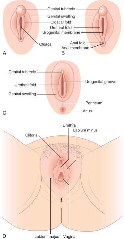 Fig. 1.9, Schematic of the development of the external genitalia. A, Early development before completion of the urorectal septum. B, Separation of the anus from the urogenital sinus lined by the urethral folds. C, Development of the genital swelling. D, Completion of the vagina, labia, and clitoris.