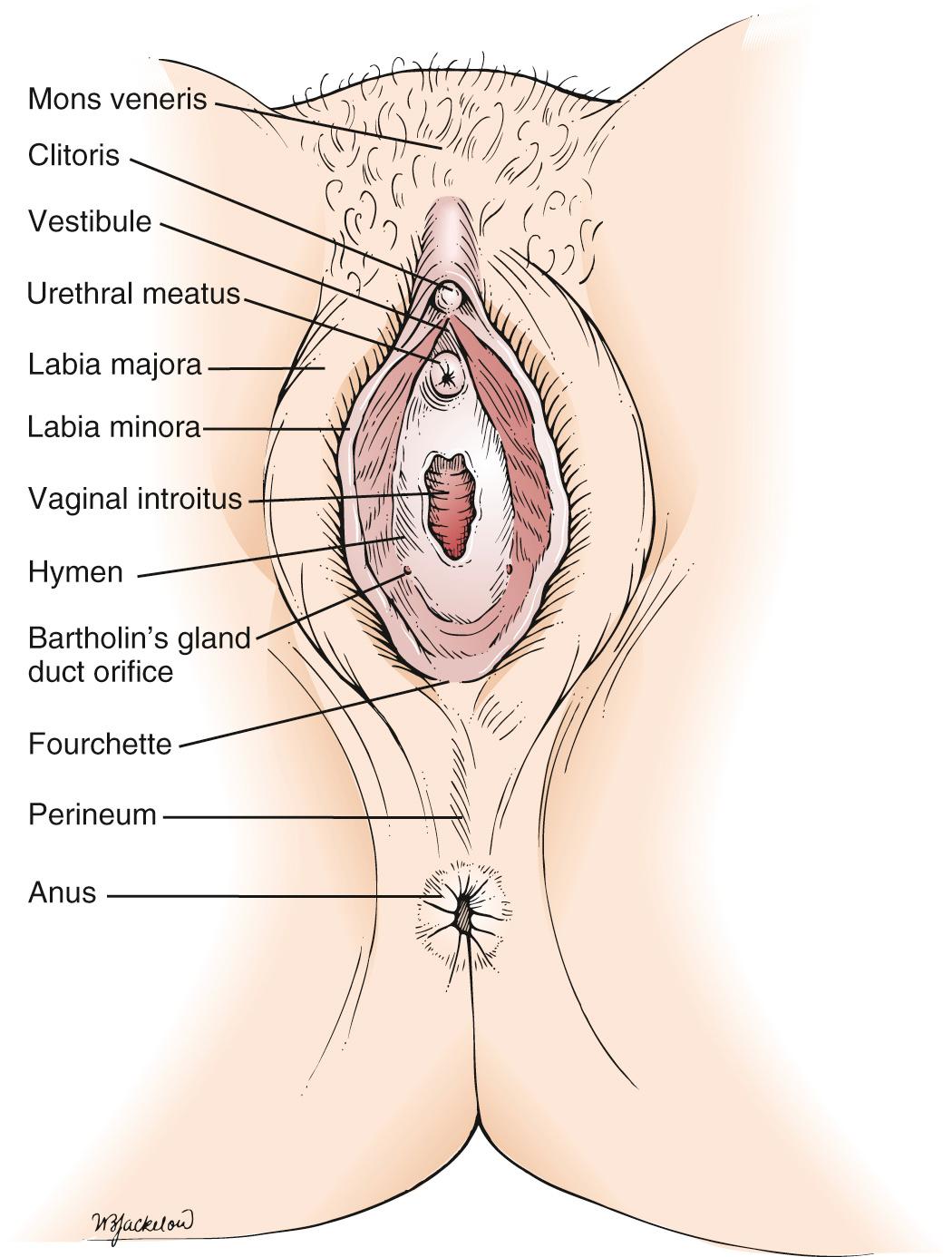 Fig. 19.1, The External Female Genitalia.