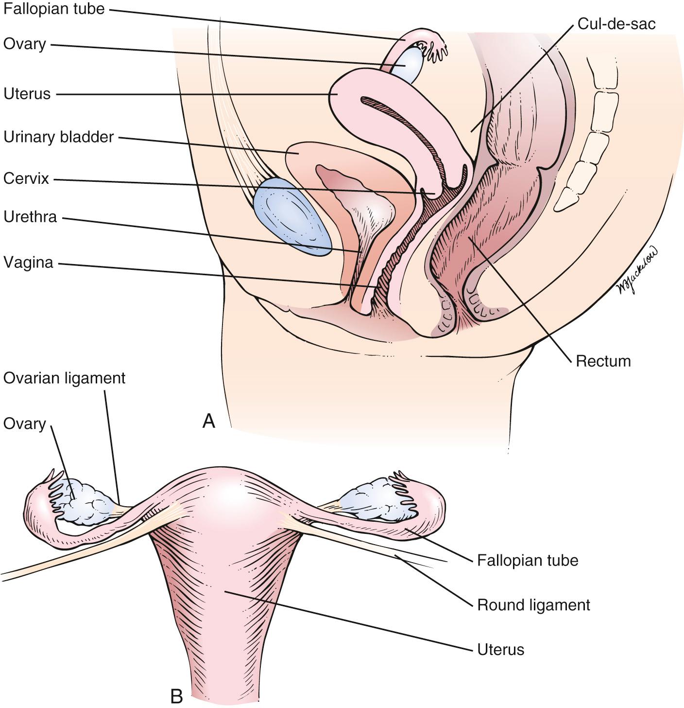 Fig. 19.2, (A) Cross-sectional view of the internal female genitalia. (B) Frontal view of the uterus, fallopian tubes, and ovaries.