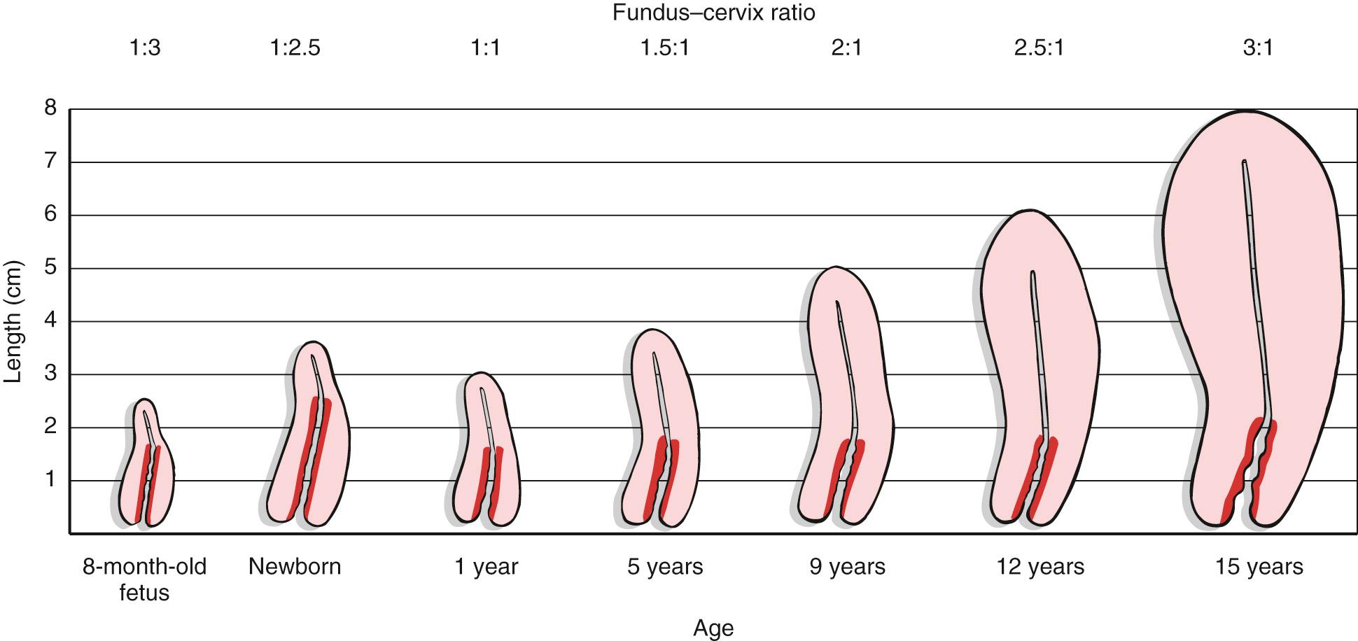 Fig. 19.3, Growth of the Uterus and Changes in the Fundus-Cervix Ratio With Development.