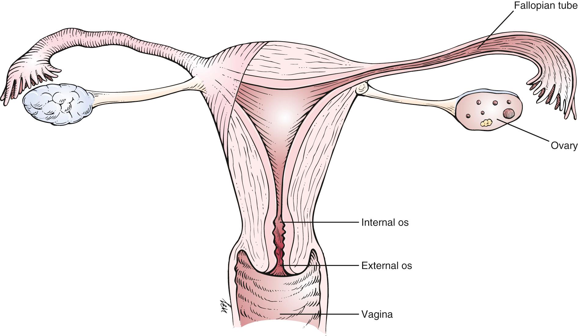 Fig. 19.4, Anatomy of the Uterus.